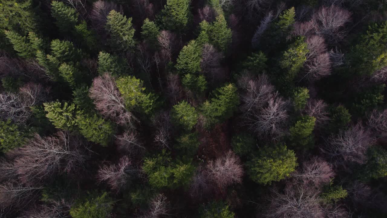Bird view of dense untouched forest on late autumn fall