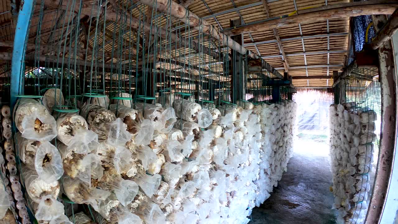 버섯 농장 벽 배경의 움직임