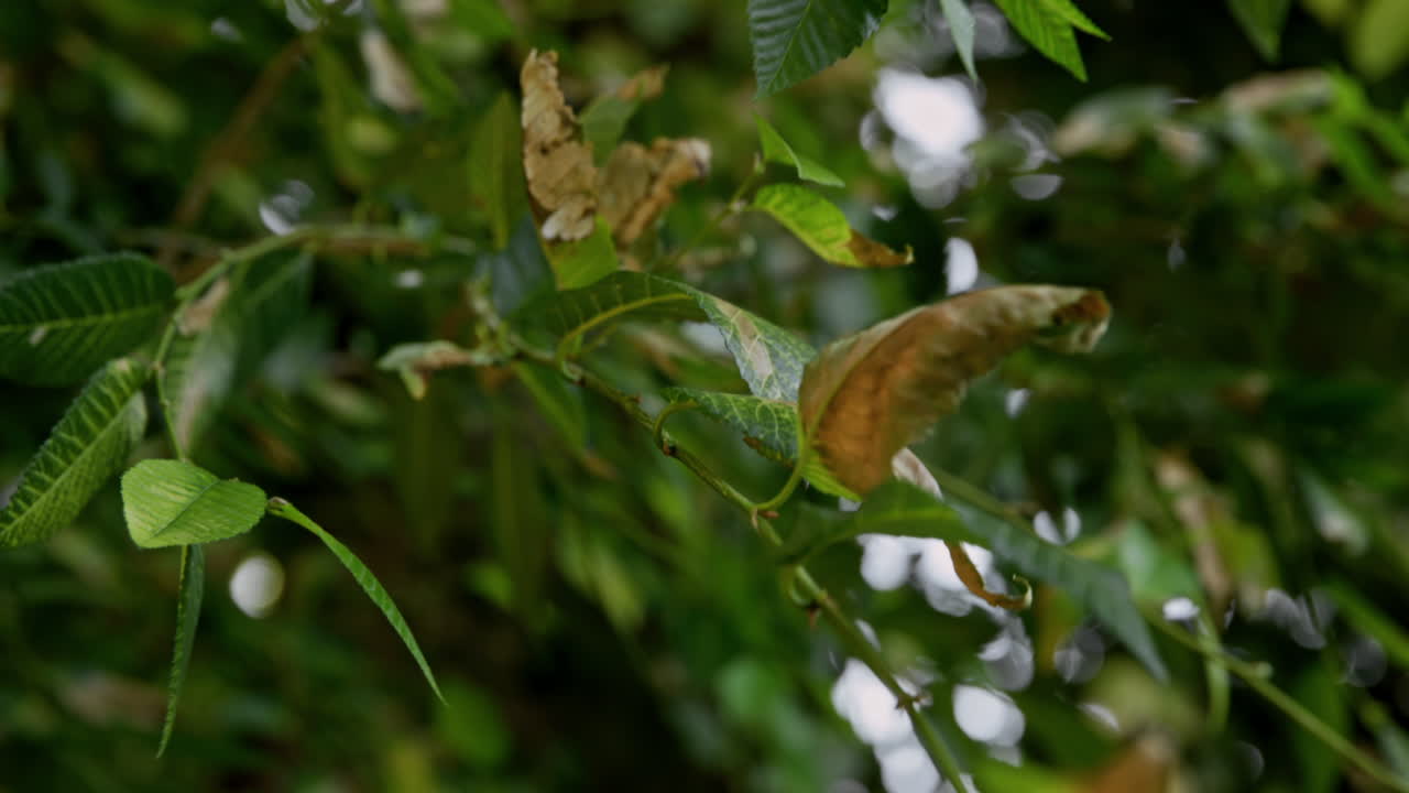 hojas verdes en el árbol soplan suavemente en la brisa de la tarde