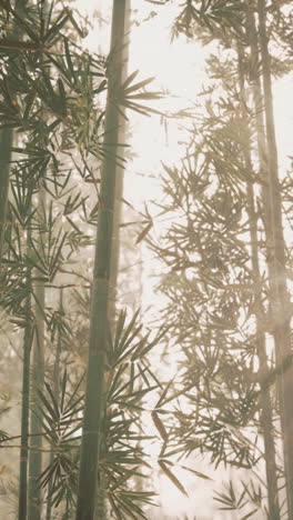 sunlight filters through bamboo tree branches vertical