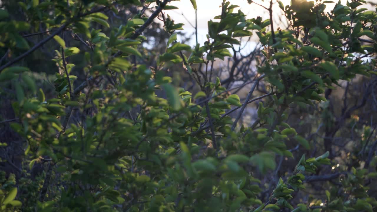 Wind Blowing On Foliage During Sunset. Close Up