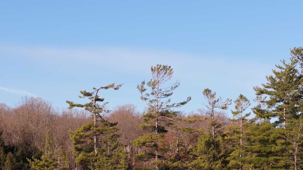 A bald eagle perched on the top of a tall tree, about to take flight. The surrounding landscape features leafless trees and a clear blue sky, creating a serene and open atmosphere.