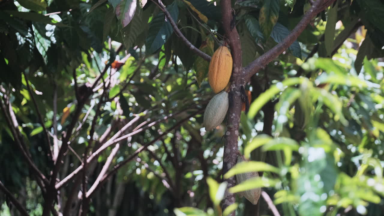 vainas de semillas que crecen en el árbol de cacao en hawaii