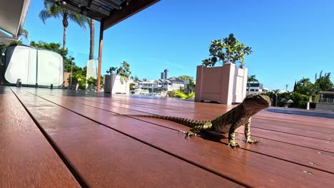 lagarto se mueve a través de una cubierta en la costa dorada