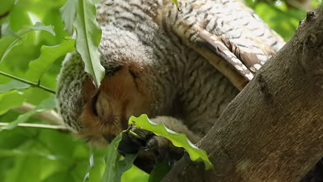 Spotted-wool-owl-close-up--portrait-eating-leaves