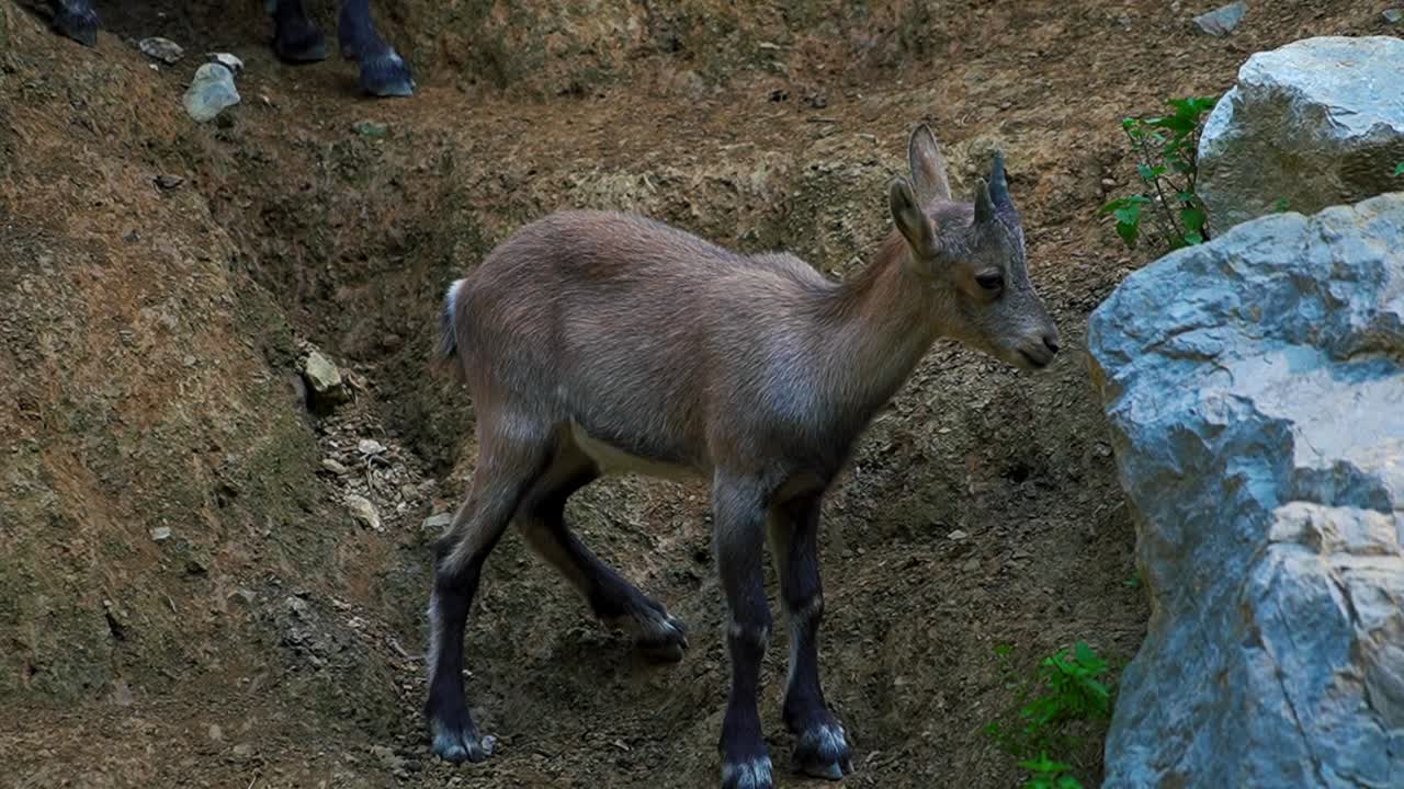 Filmato mozzafiato ravvicinato di un gruppo di cuccioli di stambecco alpino che si nutrono con grazia.