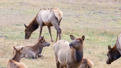 Grupo-De-Alces-Hembras-Comiendo-Hierba,-Descansando-Y-Tumbados-En-El-Campo-Durante-El-Día-En-El-Parque-Nacional-De-Las-Montañas-Rocosas,-Colorado