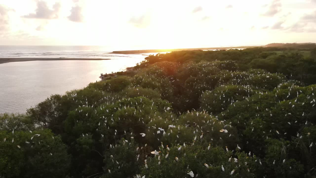 공중 에서 볼 수 있는, 독수리 무리