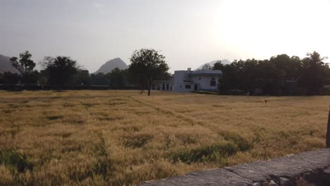 Tiro-De-Seguimiento-De-Campos-De-Trigo-Dorado-Al-Atardecer-Con-Montañas-Aravalli-En-Segundo-Plano-En-Rajasthan,-India