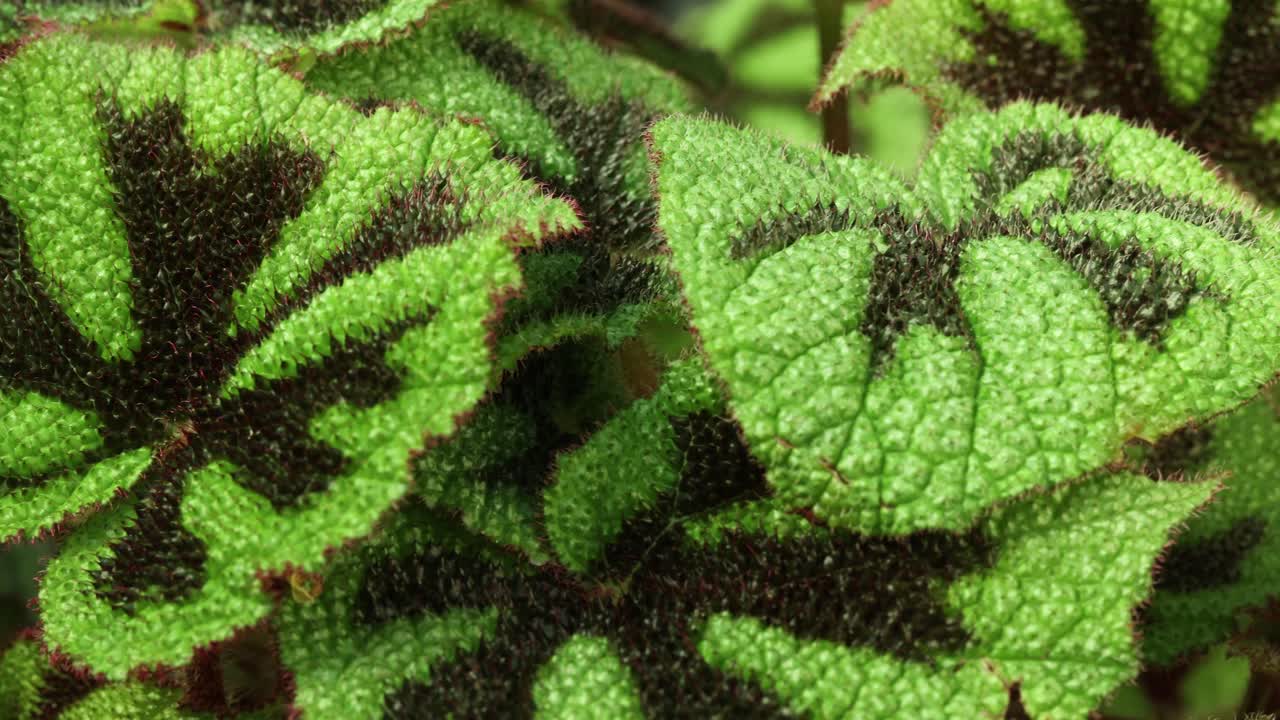 Closer view and right side truck camera movement from a Begonia masoniana 'rock' plant