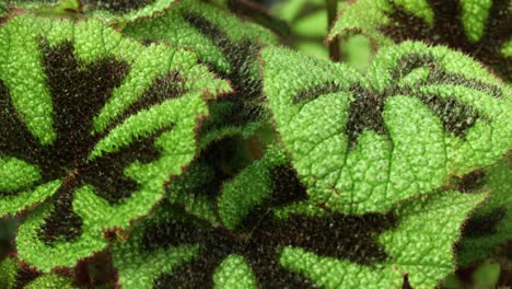 closer view and right side truck camera movement from a begonia masoniana 'rock' plant