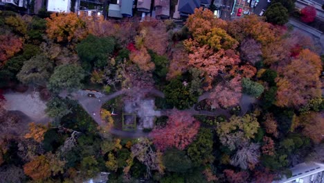 a park with vibrant autumn foliage at dusk, light fog embracing trees, aerial view