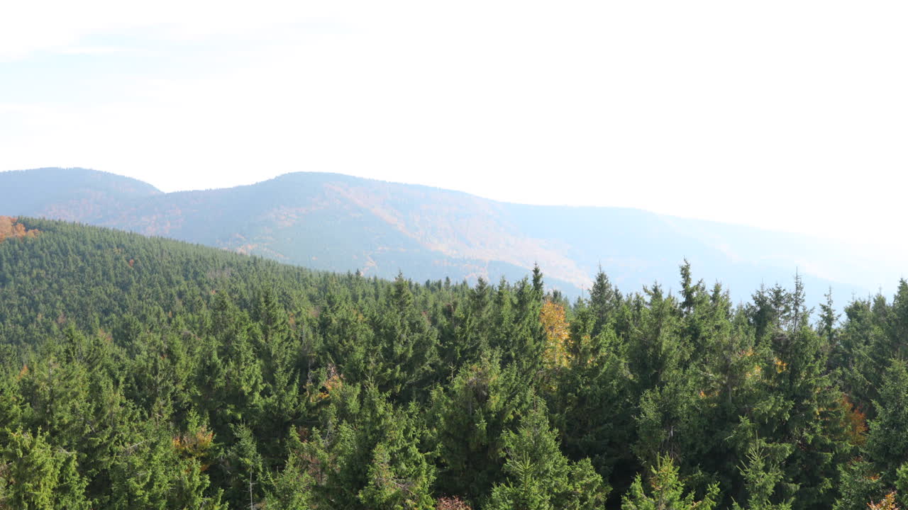 강한 바람의 맹공격 아래 울창한 침엽수림에 있는 키 큰 나무의 면류관은 자연 공원 radhost pustevny 지역 4k 60fps에서 포착된 사방에서 나무를 움직이고 있습니다.