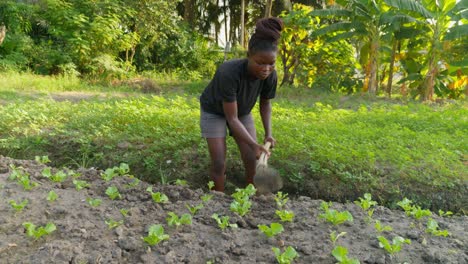 Schwarze-Bäuerin,-Afrikanische-Frau,-Formt-Den-Boden,-Entfernt-Unkraut-Mit-Der-Hacke-In-Der-Plantage-Afrikas