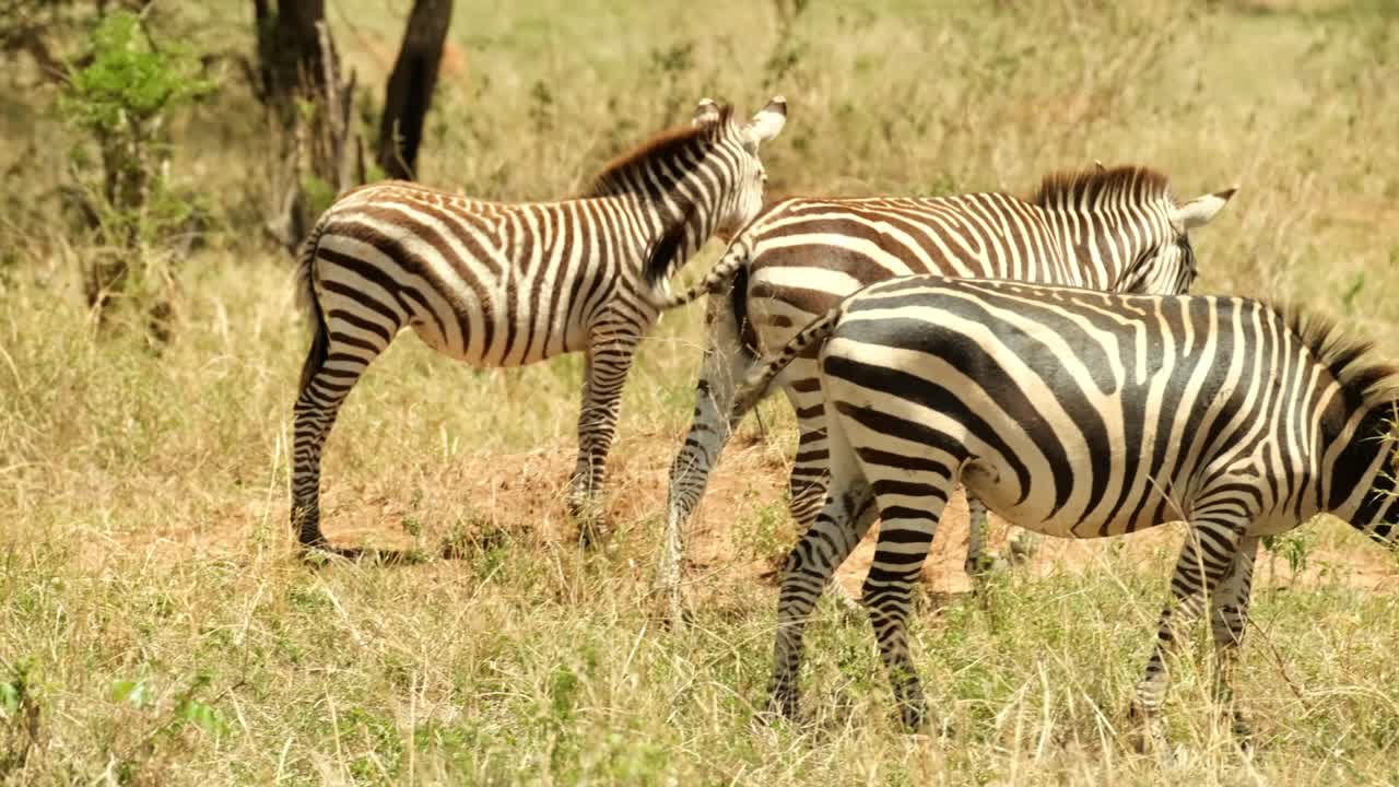 una zebra fiera e indipendente lascia la mandria dopo aver difeso la sua posizione