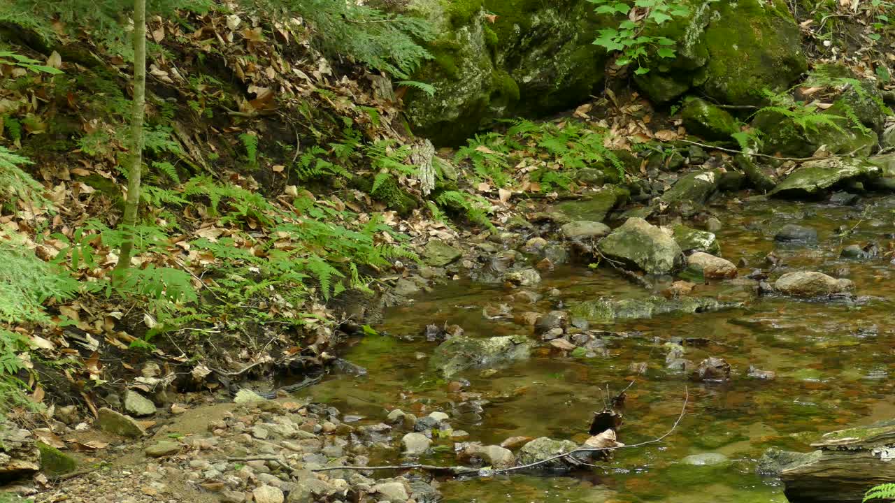 Panorering af fredelig å i vildmarken med mange sten og planter