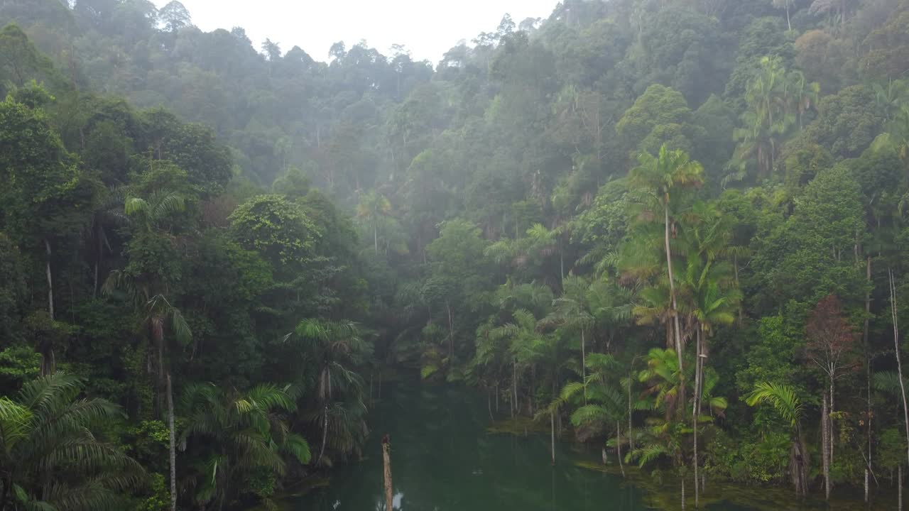 воздушный снимок тропических джунглей, зеленых тропических лесов, пышных листьев леса.