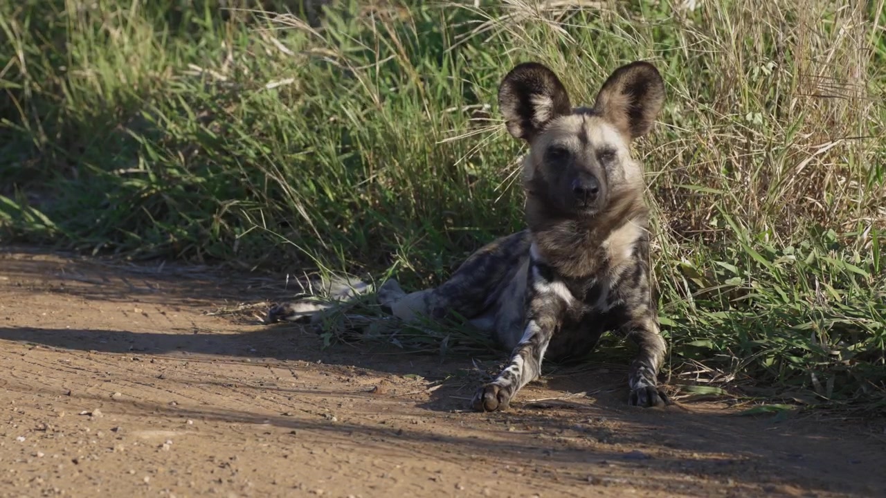 Wildhund im Kruger-Nationalpark liegt am Straßenrand im Savannengras.