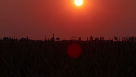 orange orb sun over a cornfield during california wildfires