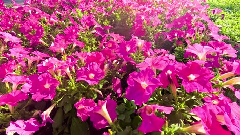 bright pink flowers in a lush garden setting