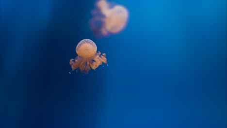 White-spotted-jellyfish-swimming-slowly-in-a-aquatic-landscape,-close-up-tracking-shot,-blue-background