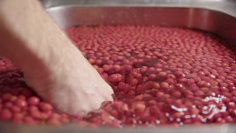 slow motion, a hand mixes rowanberries in water to wash them