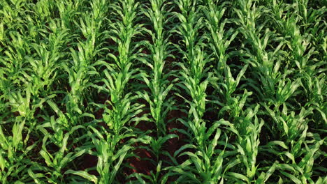 flight under beautiful cornfield, healthy plants, greens, corn will be used to make mush, cured, dumplings among other typical sweets