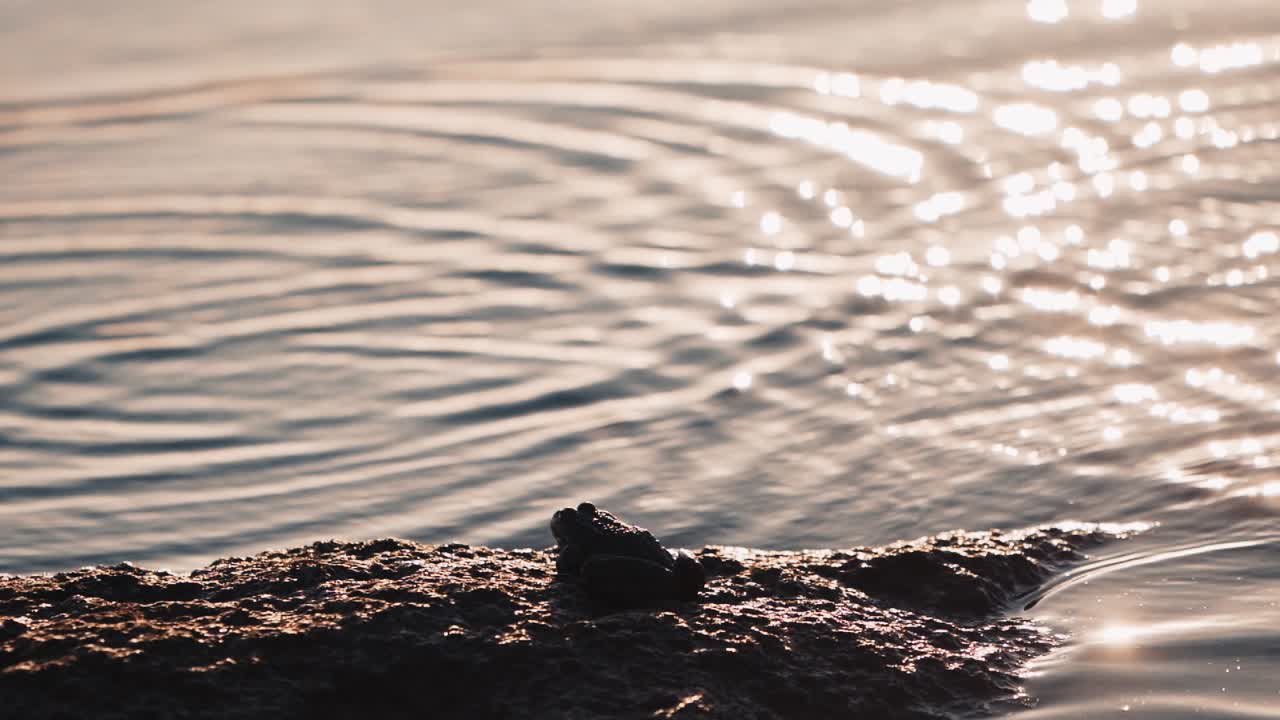 Frog sitting on the stone near the pond. River water surface with slight waves. Green frog in a sunny summer day.
