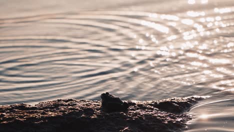 Frog sitting on the stone near the pond. River water surface with slight waves. Green frog in a sunny summer day.