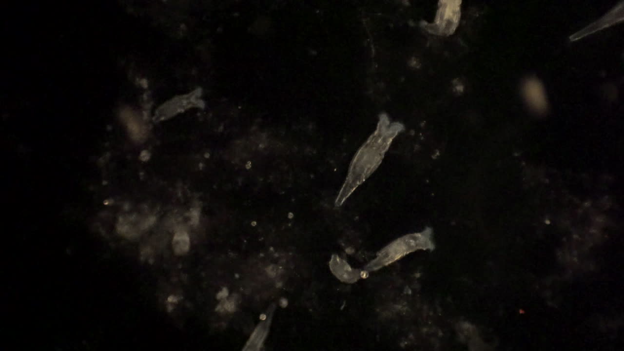 Microscopic rotifera filter the food out of the surrounding water with their cilia
