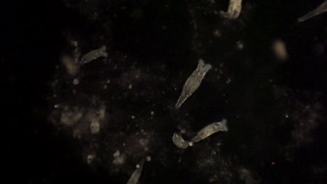 los rotíferos microscópicos filtran la comida del agua circundante con sus cilios