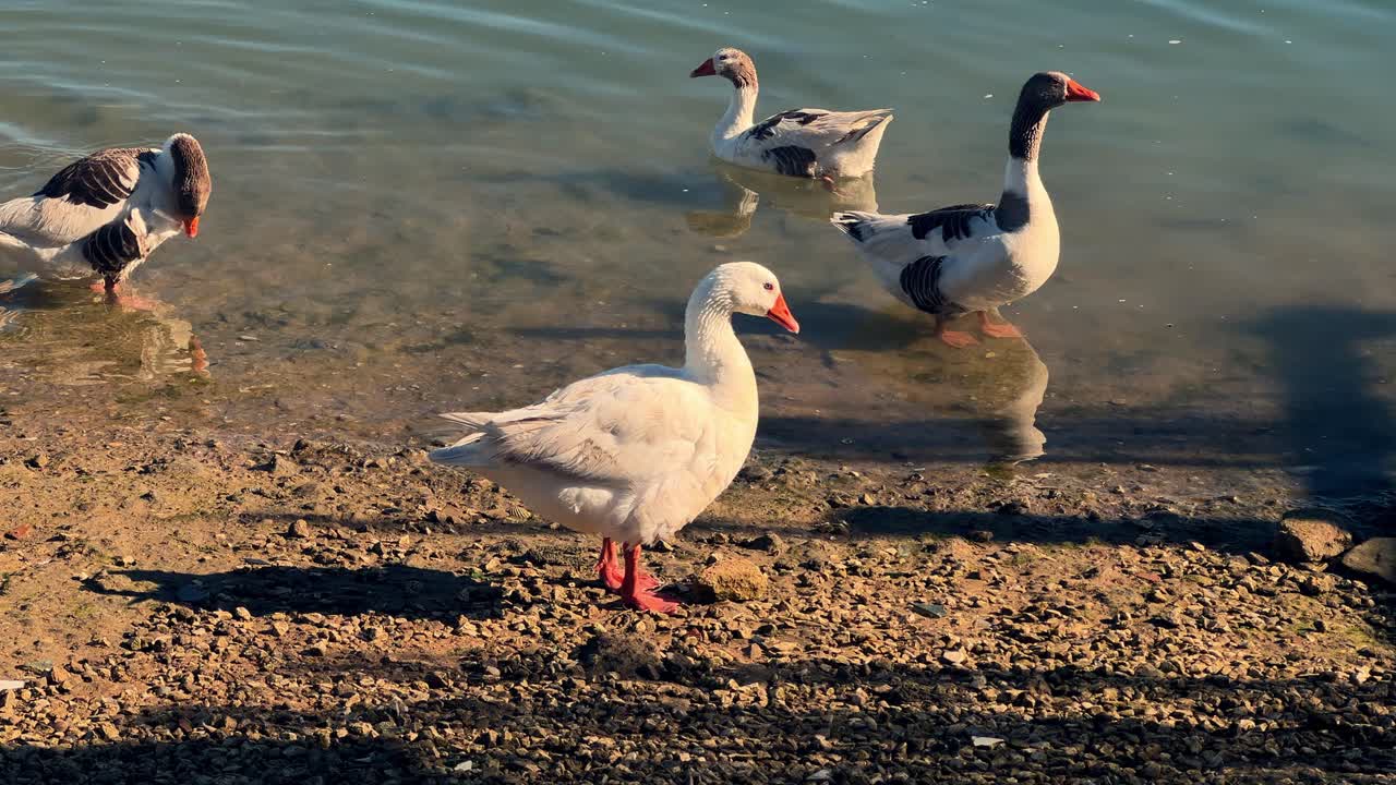un grupo de gansos posados en la orilla del agua durante el día, personificando a los animales en su hábitat nativo