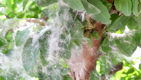 rama de árbol y hoja cubierta de telaraña