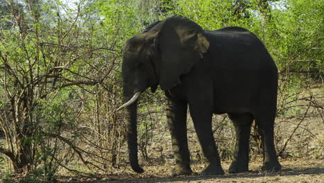 Hembras-De-Elefante-Africano-Alimentándose-De-Semillas-Y-Otros-Alimentos-Tirados-En-El-Suelo