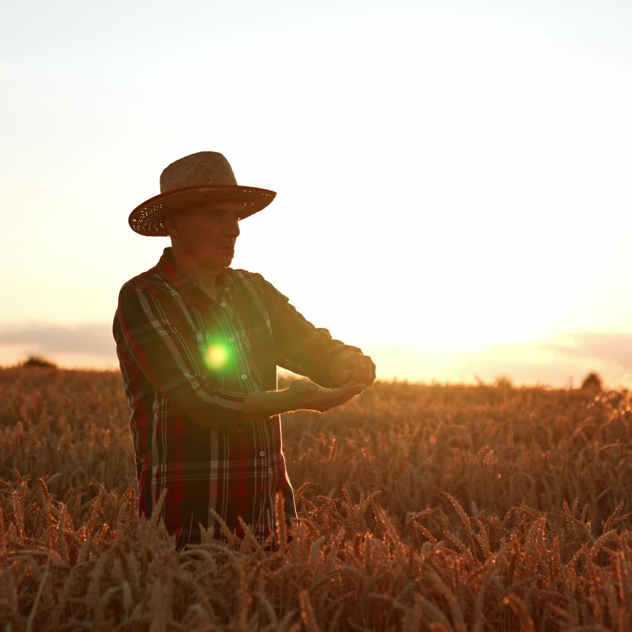 Adult man in straw hat extracts grains from wheat ears. Farmer checking his crop of corn in the field at sunset
