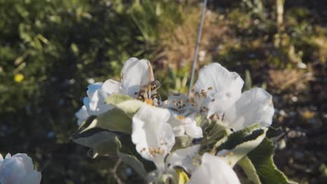 蜂蜜授粉的白色<unk>果樹花芽的近距離拍攝