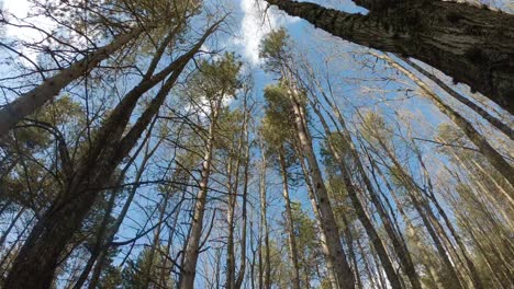 walking between trees in the forest during autumn, view from the bottom