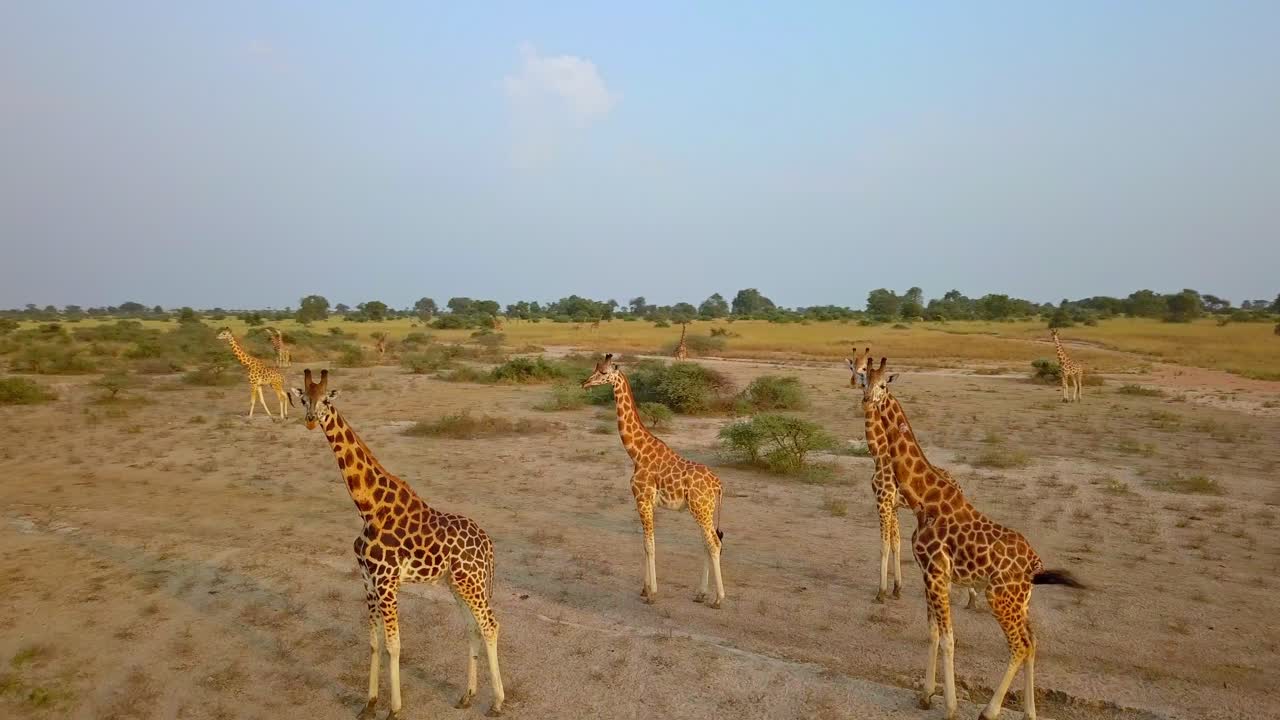 A drone orbits above a herd of giraffes Giraffa camelopardalis roaming the vast savanna of Murchison Falls National Park, Uganda. Dry vegetation, open plains and African wildlife in panorama