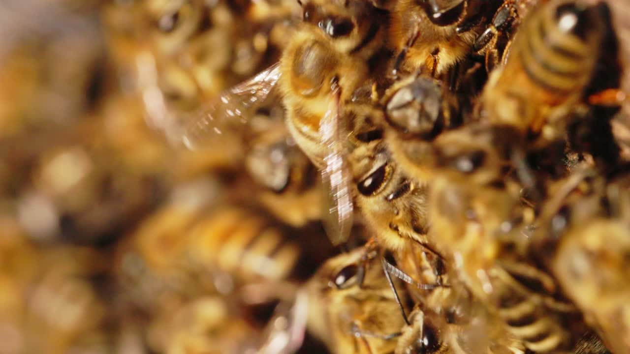 Honeybees in a Beehive