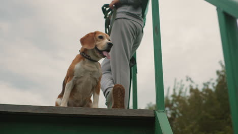 collie dog resting beside coach on green wooden platform in park after training session dog pants happily while coach stands holding leash under cloudy sky surrounded by trees