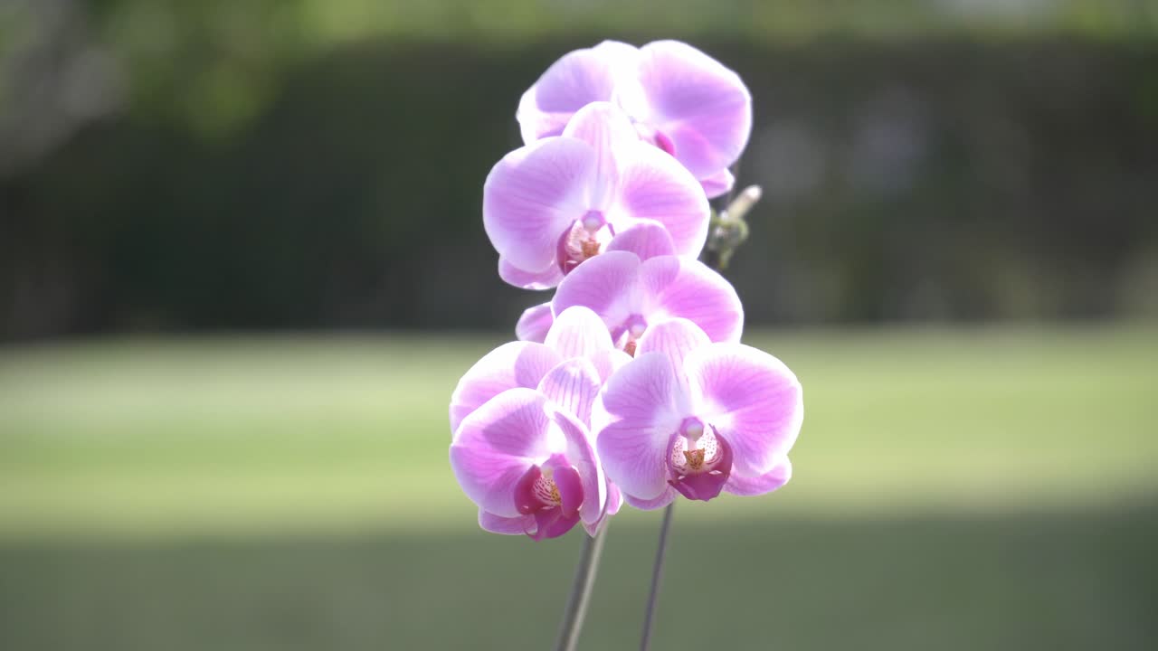 Orchidee viola in piena fioritura che ondeggiano al vento
