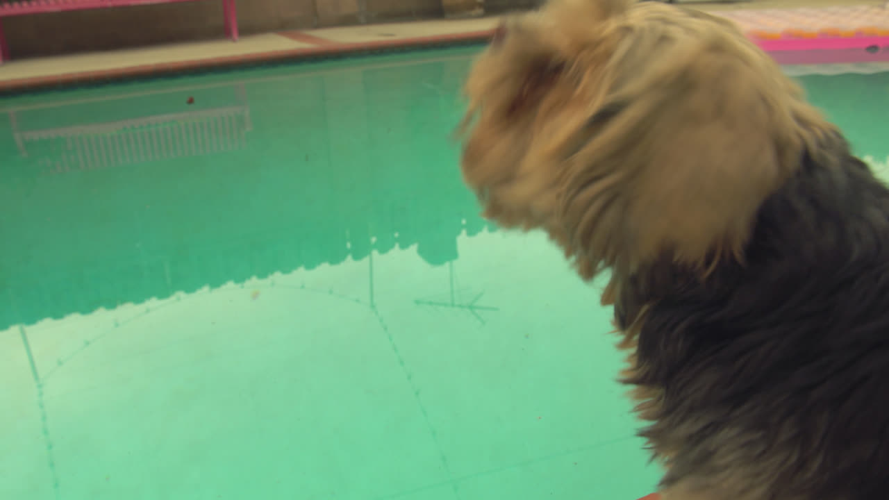 un perro pequeño ladrando a los vecinos de al lado