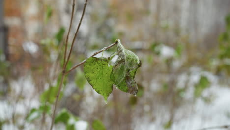 close-up of green leaves with melting snow, highlighted against a blurred background featuring bare trees, showcasing the transient beauty of winter thaw