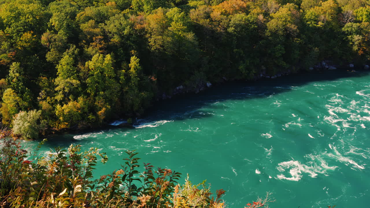나이아가라 강둑의 나무들