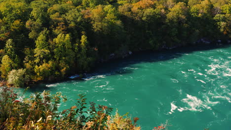 trees on niagara river bank