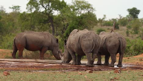 three white rhinos drinking at a waterhole in kruger national park