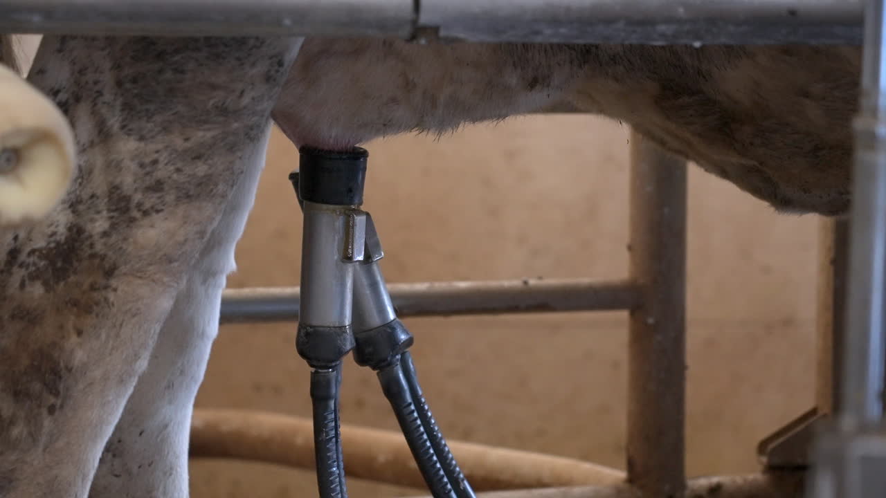 Automated process of a modern milking machine