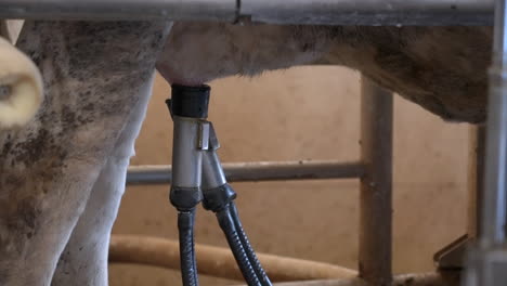 automated process of a modern milking machine