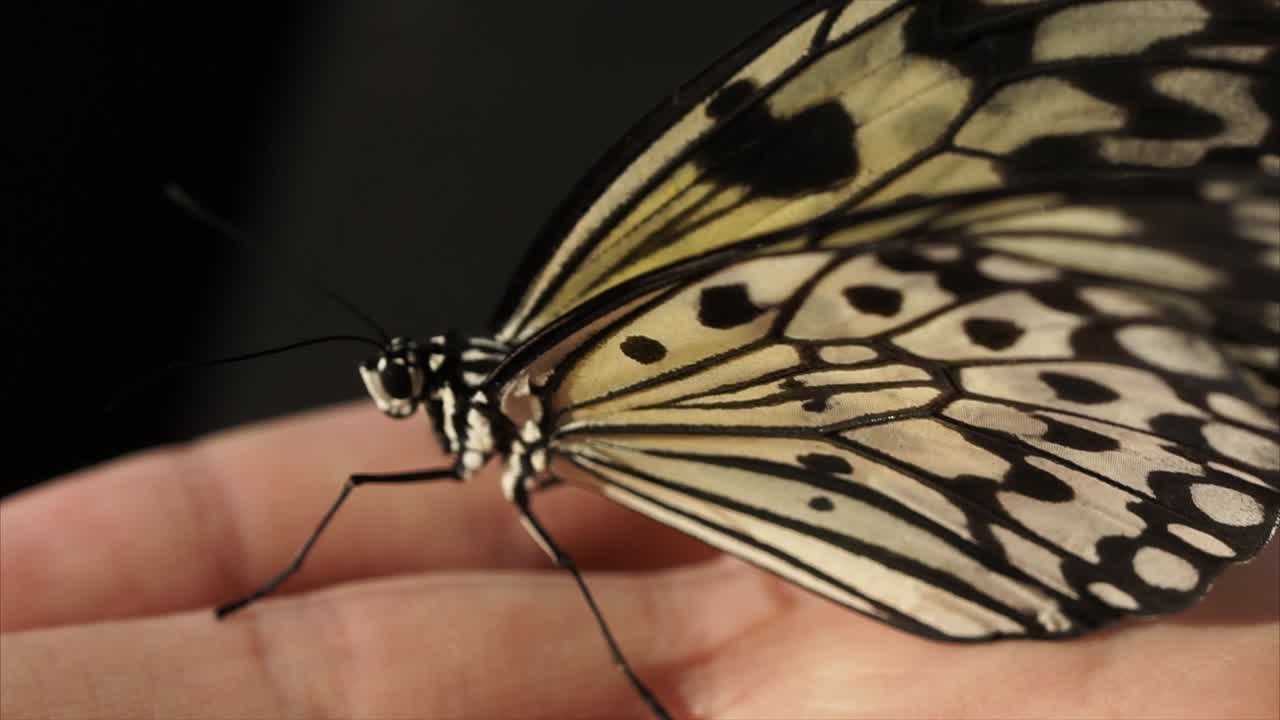 mariposa en una mano