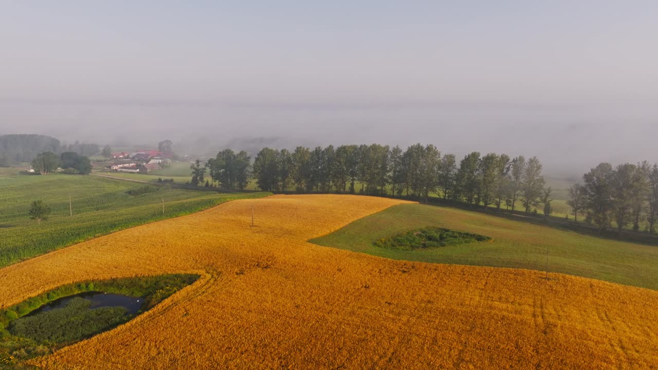 Campi di grano dorato che emergono attraverso una calma nebbia mattutina in un paesaggio rurale.